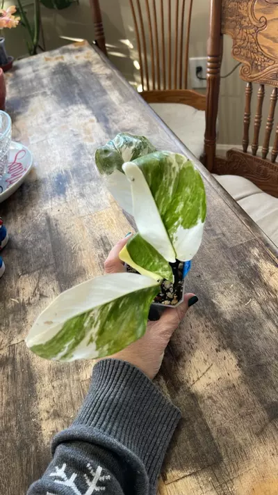 plant/#102 Monstera Lechleriana-1-thumbnail