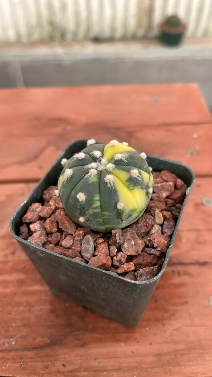 plant/Ps524 astrophytum asterias variegated-1