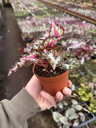 plant/Begonia Harmony’s red star 4” pot growers choice-5-thumbnail