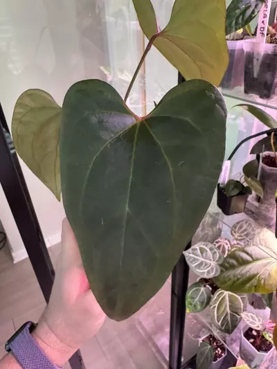 plant/AOS X Mr. WW weirdo-2-thumbnail