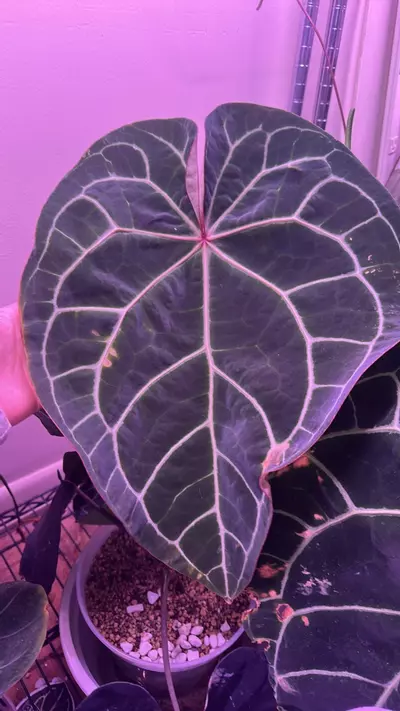 plant/*New* Anthurium red crystal X Brielle fresh seeds-0-thumbnail