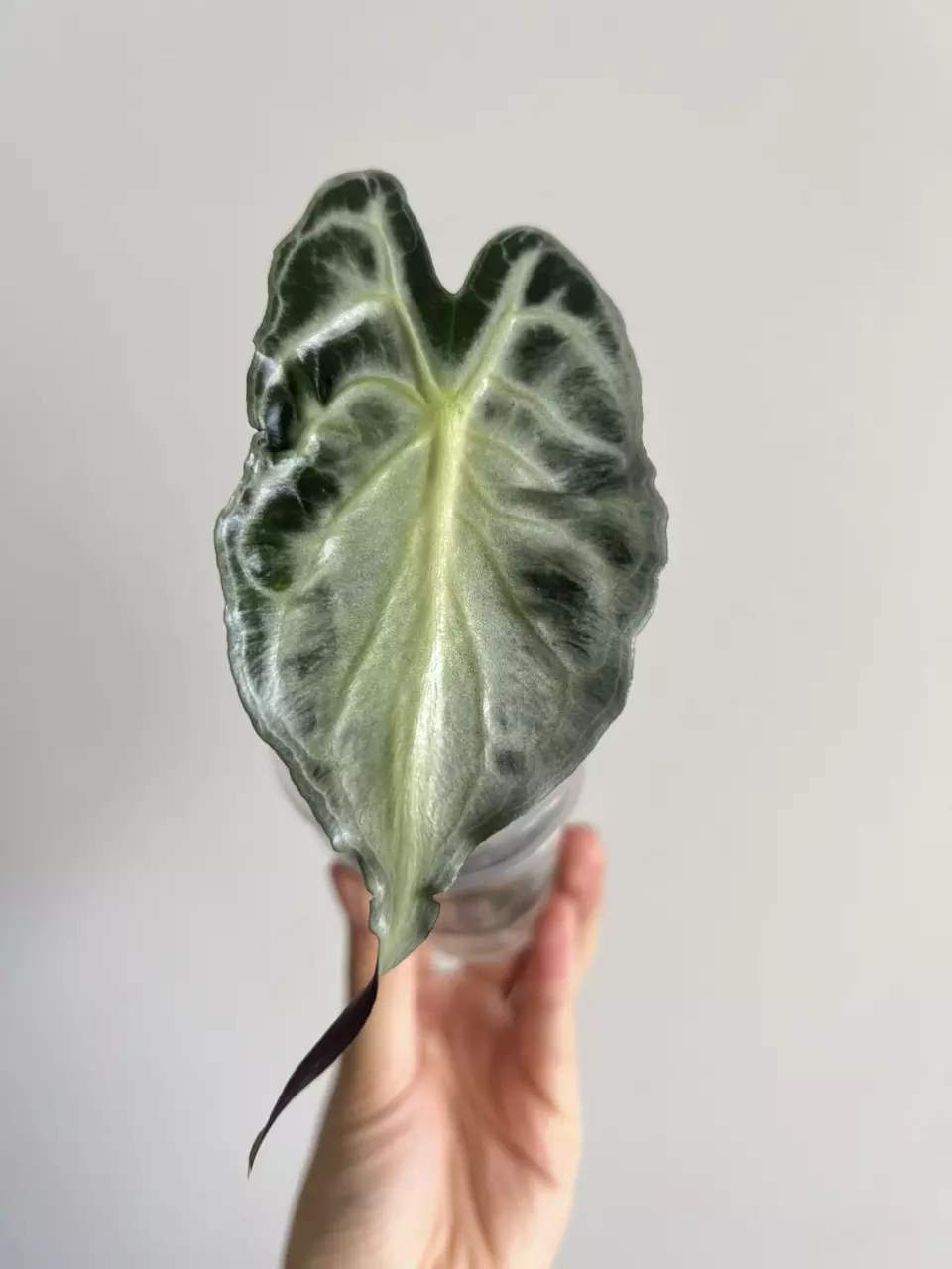 plant/Alocasia venom-0