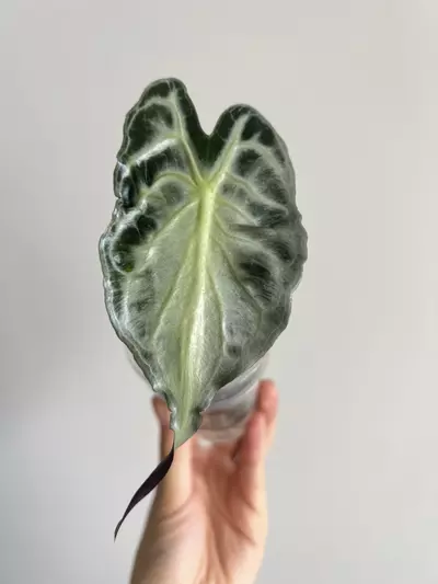plant/Alocasia venom-0-thumbnail