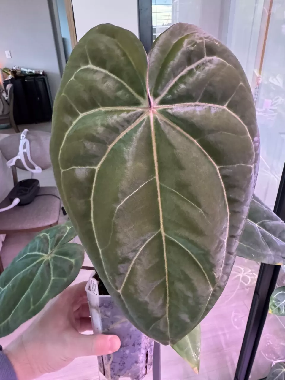 plant/(Stripey Mag x carla.) #4 x (Circus Peanuts x carla.) #2 - understoryoasis-0