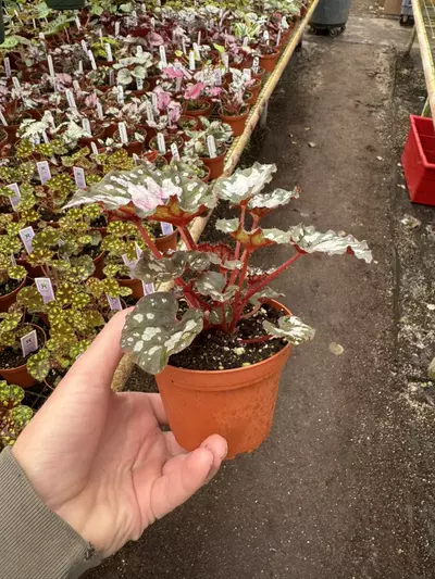 plant/Begonia Harmony’s twisted sister 4” pot growers choice-5-thumbnail