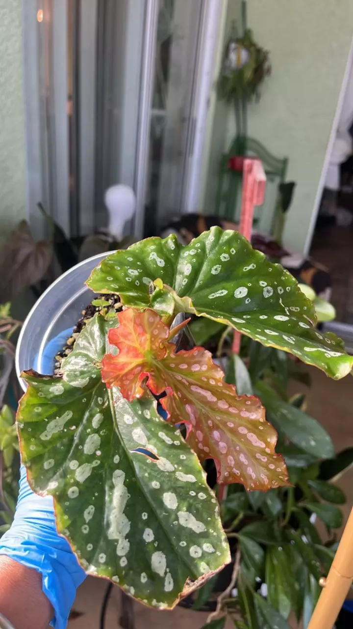 plant/Begonias Angel wing-0