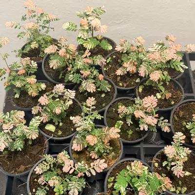 plant/Variegated phyllanthus urinaria pink “sensitive plant”-3-thumbnail