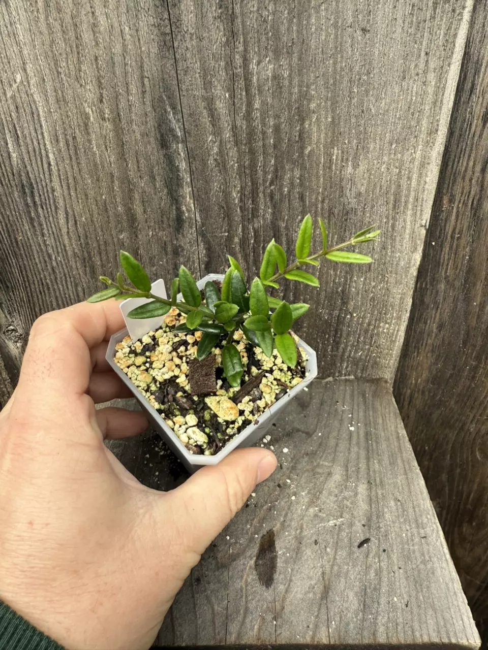 plant/Hoya engleriana-1