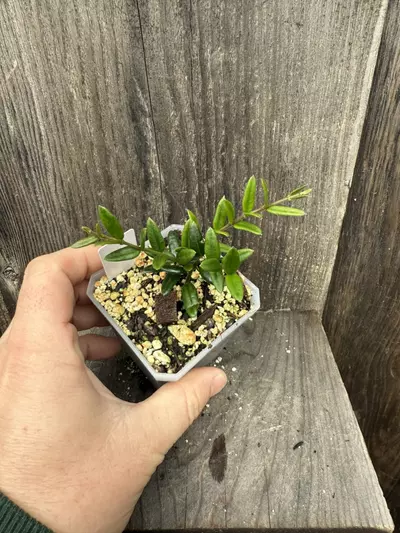 plant/Hoya engleriana-1-thumbnail