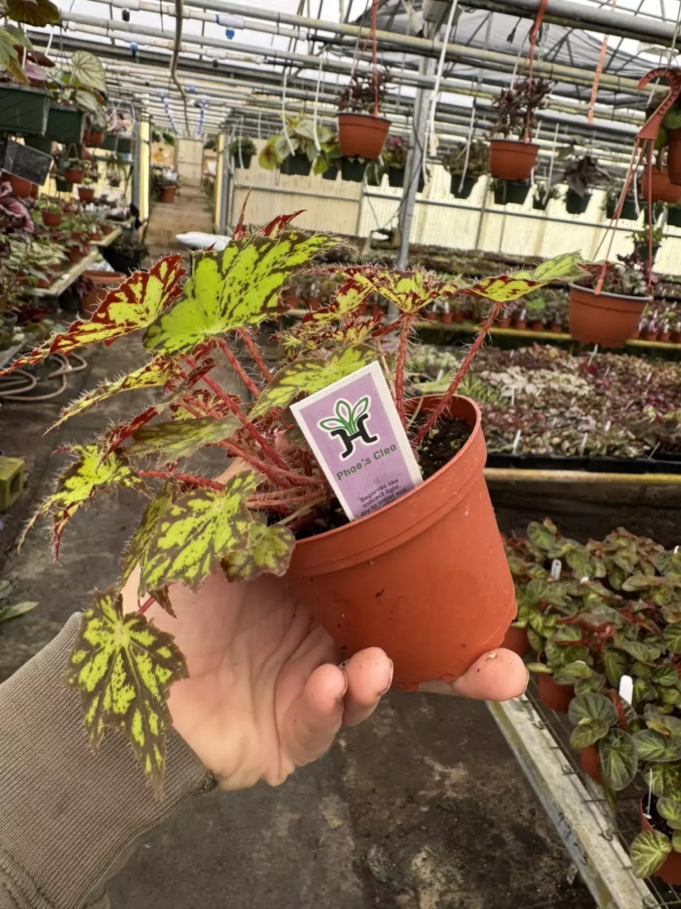 plant/Begonia phoes cleo 4” pot growers choice-6