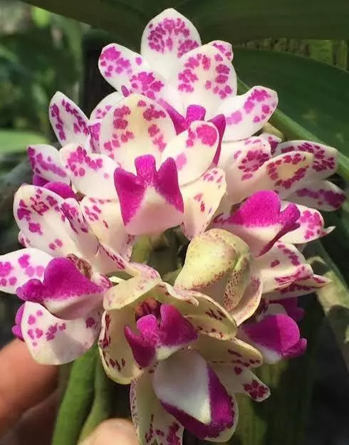 plant/Rhynchostylis gigantea spots b52 - in full bloom as of 12/10-0