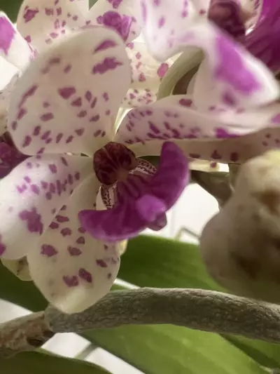 plant/Rhynchostylis gigantea spots b52 - in full bloom as of 12/10-5-thumbnail