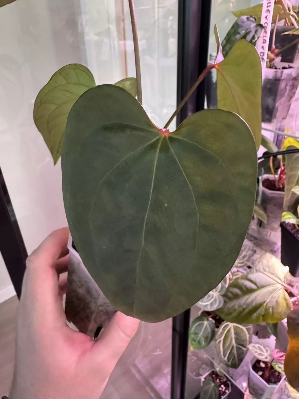 plant/AOS X Mr. WW weirdo-3