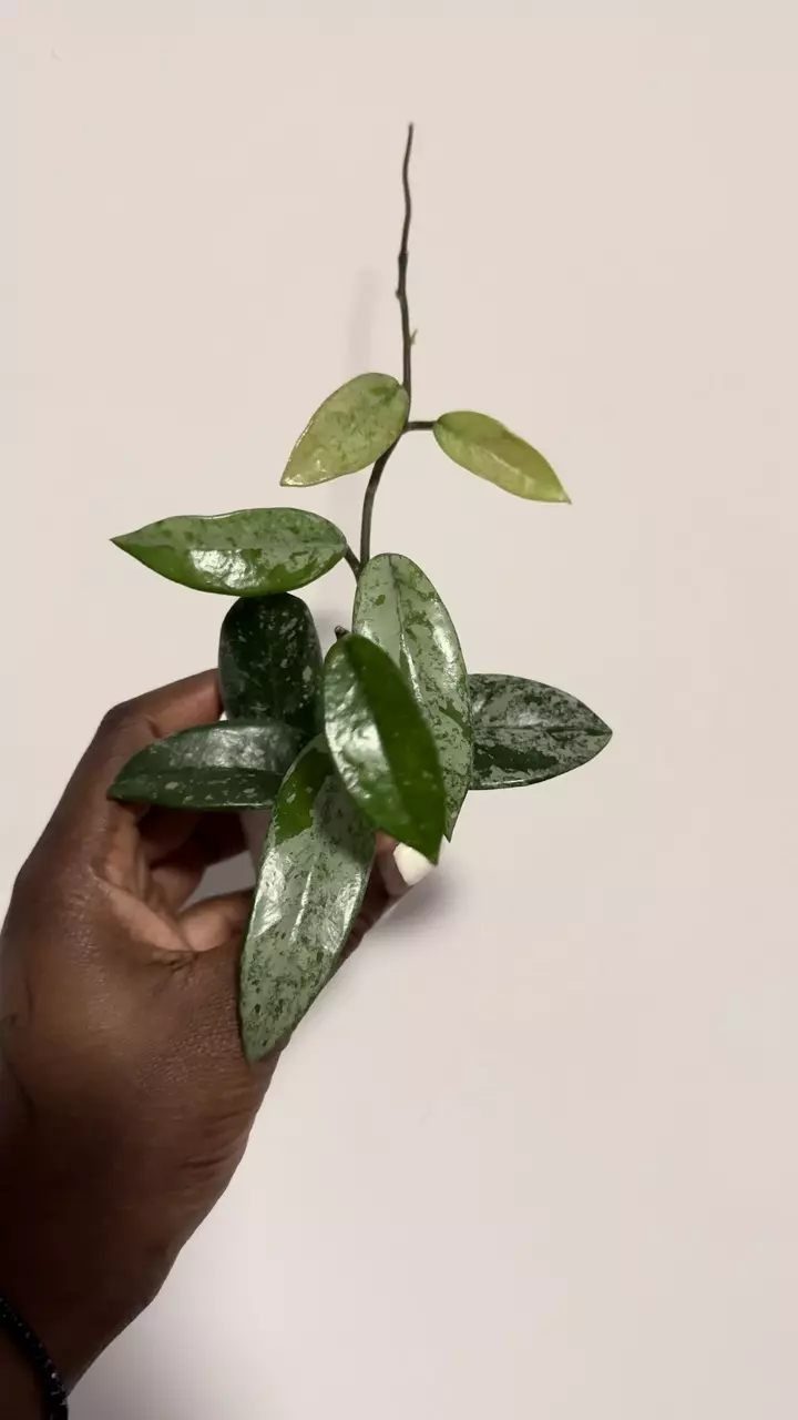 plant/Hoya Wilbur Graves 'China'-0