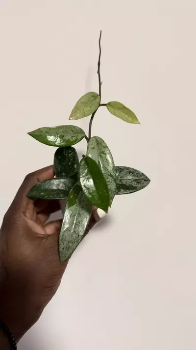 plant/Hoya Wilbur Graves 'China'-0-thumbnail