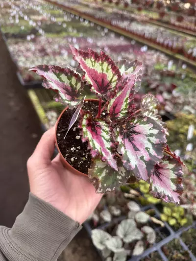 plant/Begonia Harmony’s red star 4” pot growers choice-1-thumbnail