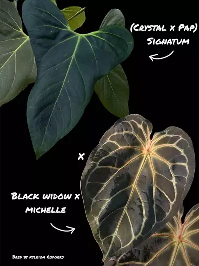 plant/[(Crytal x Pap) x Subsignatum] x (Bw x Michelle)-0-thumbnail