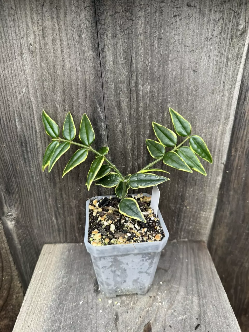 plant/Hoya Bella outer variegated-0