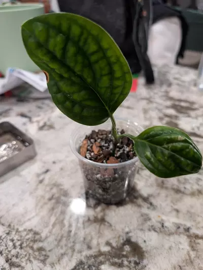 plant/Philo Peru-0-thumbnail