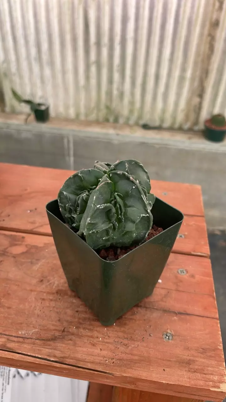 plant/Ps526 astrophytum fukuryu-1