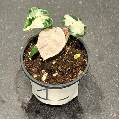 plant/Alocasia Pink Balloon Heart-3-thumbnail