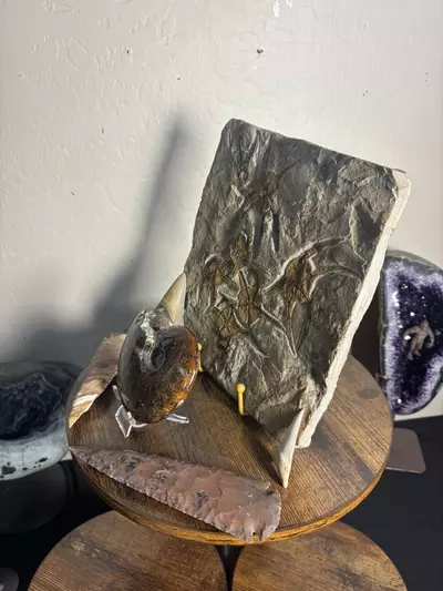 plant/Fossilized Christmas Bundle-2-thumbnail