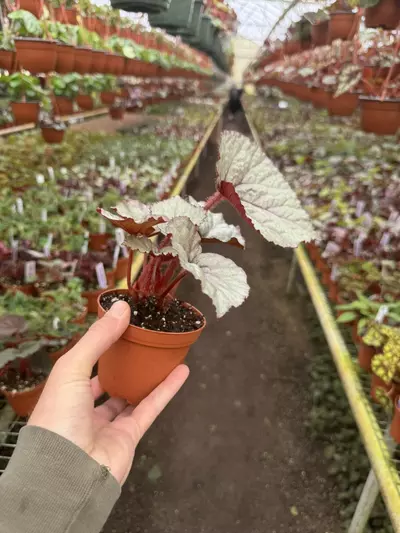 plant/Begonia oteka 4” pot growers choice-5-thumbnail