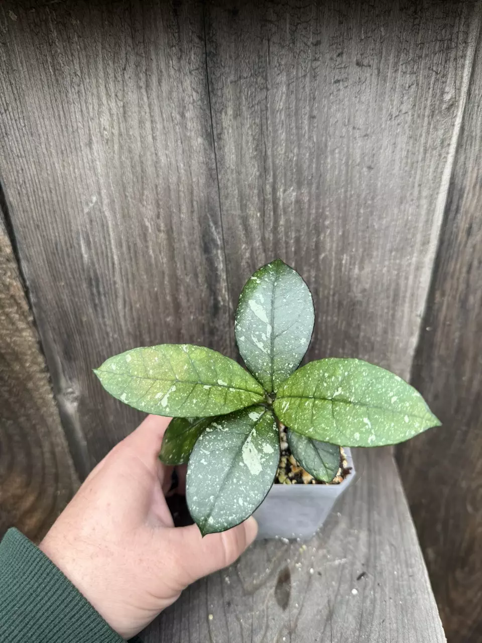 plant/Hoya crassipetiolata Splash-1