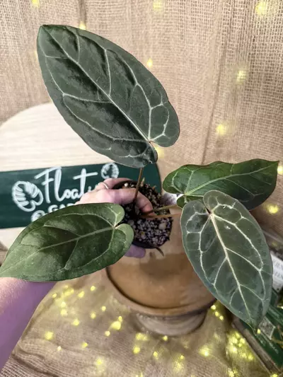 plant/A. Blue Pap x Michelle-5-thumbnail