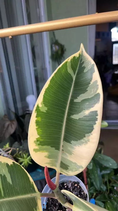 plant/Tineke Ficus “Indian Rubber Variegated”-0-thumbnail