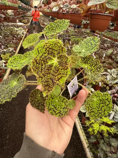 plant/Begonia deco checks 4” pot growers choice-1-thumbnail