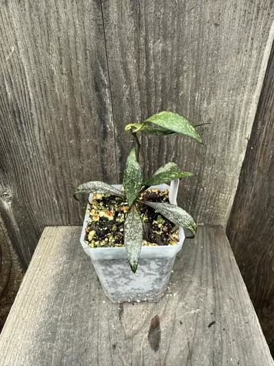 plant/Hoya parviflora-0-thumbnail