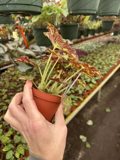 plant/Begonia phoes butterscotch 4” pot growers choice-5-thumbnail