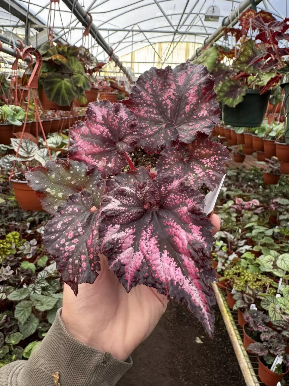 plant/Harmony’s begonia cherry bomb 4” pot growers choice-1