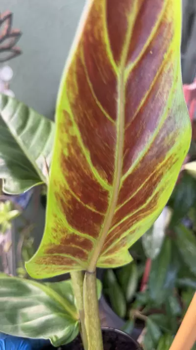 plant/Philodendron subhastatum-2-thumbnail