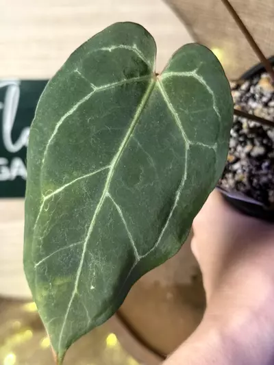 plant/A. Blue Pap x Michelle-4-thumbnail