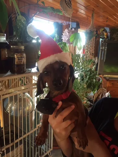 plant/Holidays Hoya Hook Up Bundle-3-thumbnail