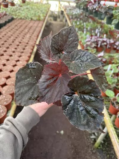 plant/Begonia taconite 4” pot growers choice-0-thumbnail