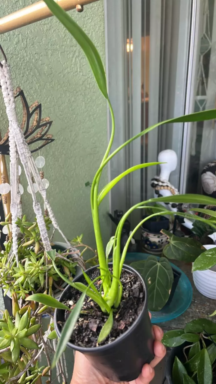 plant/Philodendron 'Sucre Slim'-0