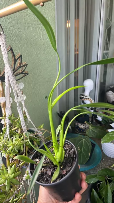 plant/Philodendron 'Sucre Slim'-0-thumbnail