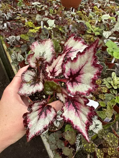 plant/Begonia Harmony’s flame song 4” pot growers choice-1-thumbnail