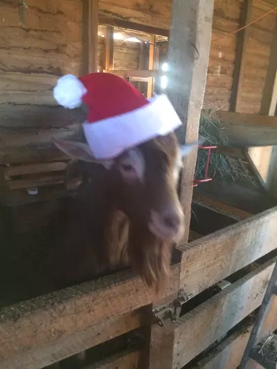 plant/Holidays Hoya Hook Up Bundle-2-thumbnail