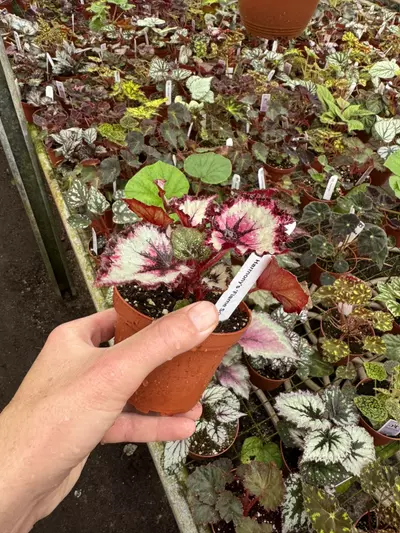 plant/Begonia Harmony’s flame song 4” pot growers choice-5-thumbnail