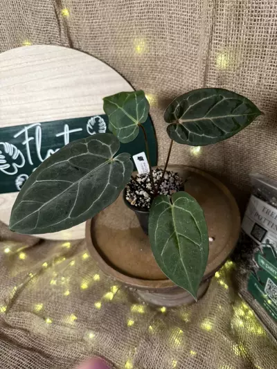 plant/A. Blue Pap x Michelle-0-thumbnail