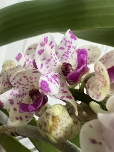 plant/Rhynchostylis gigantea spots b52 - in full bloom as of 12/10-4-thumbnail