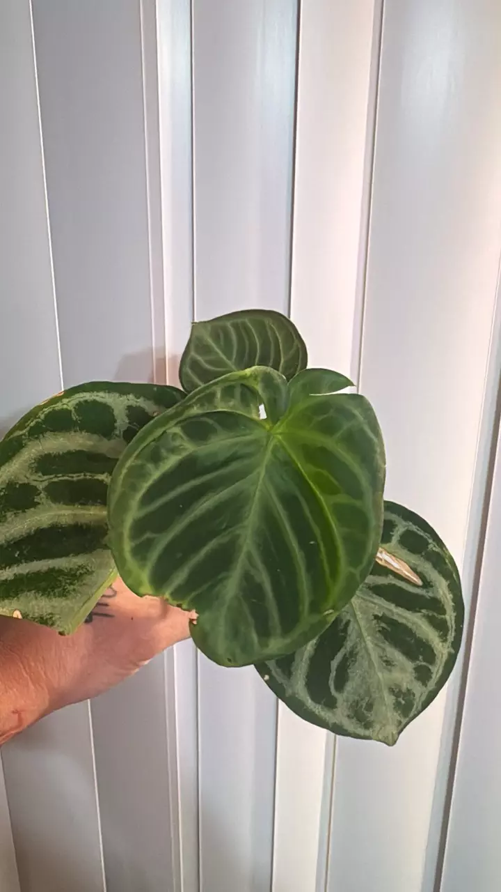 plant/Big silver chrome anthurium-0