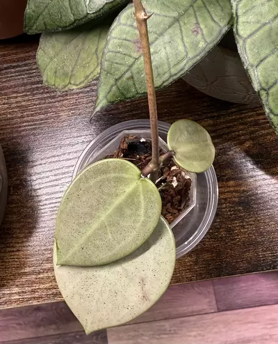 plant/Hoya Verticillata Silver Heart-0-thumbnail