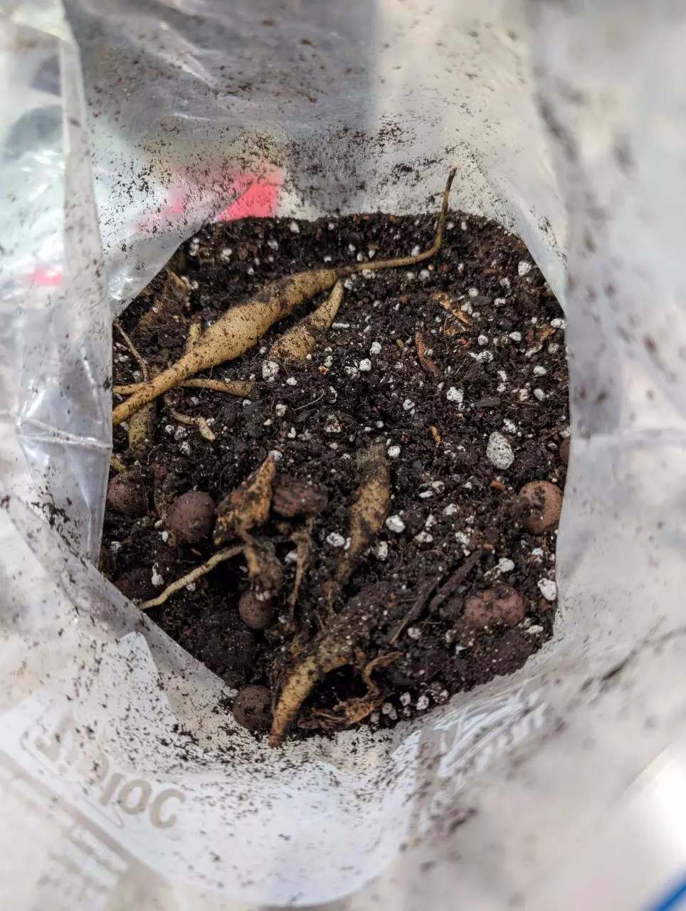 plant/Stylochaeton Bogneri RHIZOMES (SELLERS CHOICE)-0