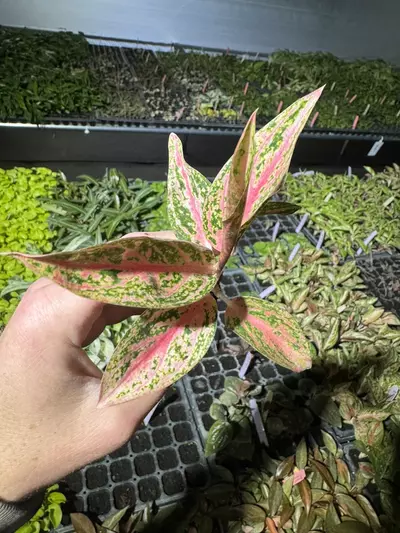 plant/Aglaonema star shining starter plant growers choice-2-thumbnail