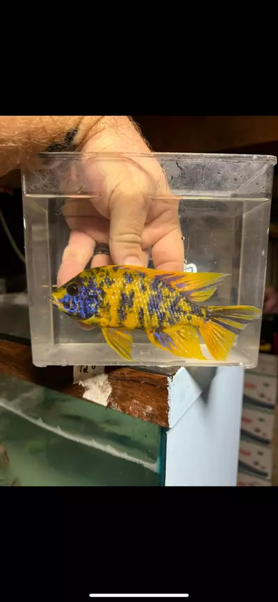 plant/Ob Lwanda 5-6”(NOT EXACT FISH)-0-thumbnail